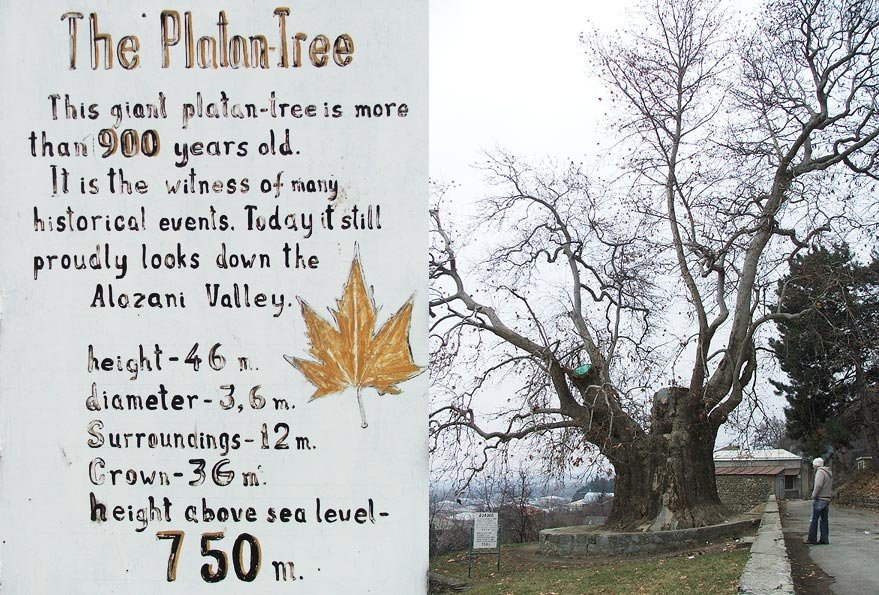 თელავი: დიდი ჭადარი და ნადიკვარი